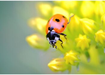 La coccinelle a une légende