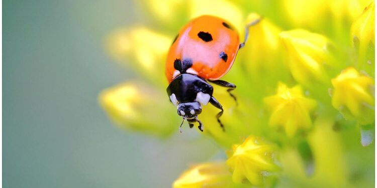 La coccinelle a une légende 1 - Le Progrès Egyptien Back garden photography