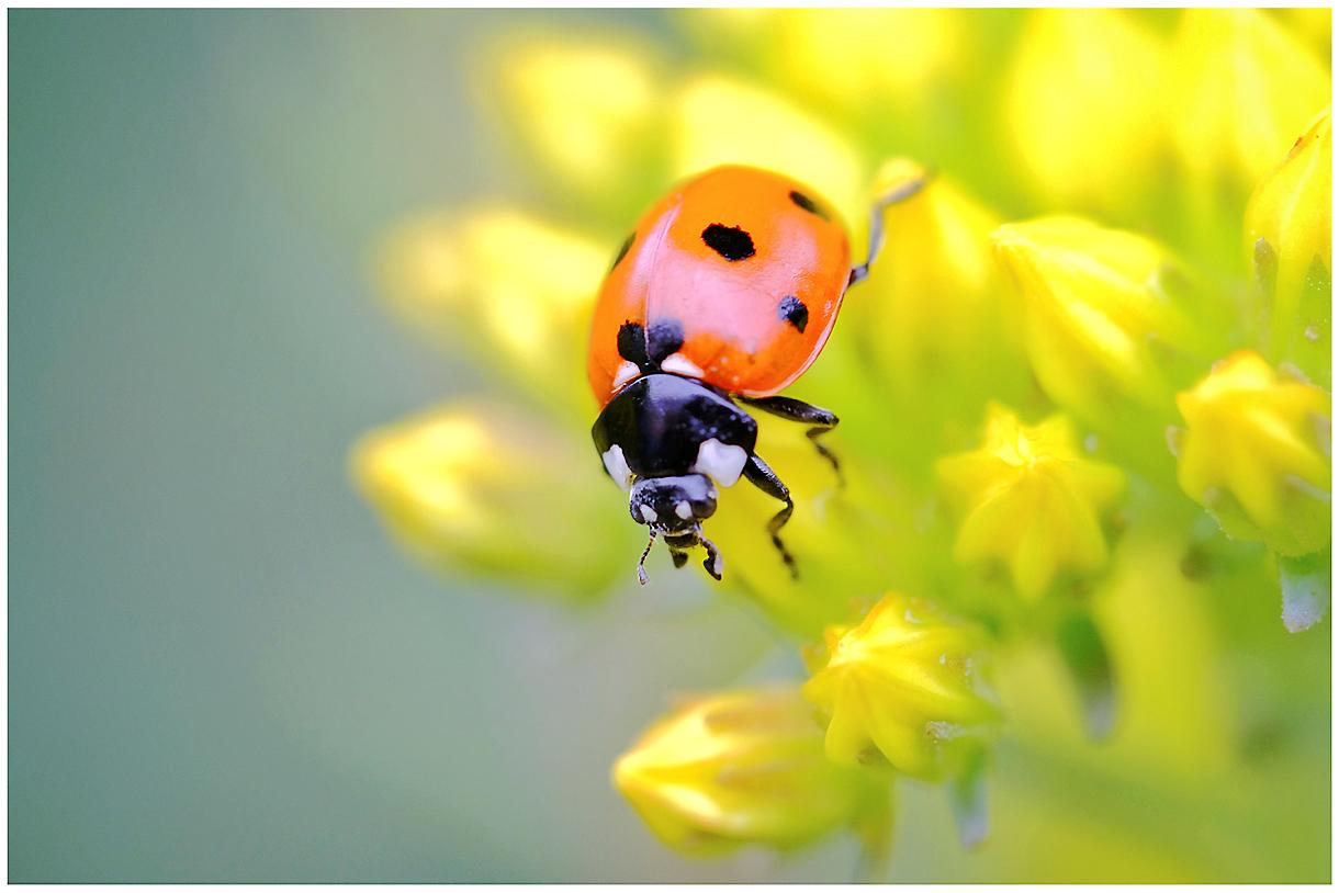 La coccinelle a une légende 3 - Le Progrès Egyptien La coccinelle a une légende 2 - Le Progrès Egyptien