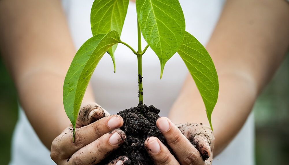 La femme partenaire clé aux projets verts 1 - Le Progrès Egyptien