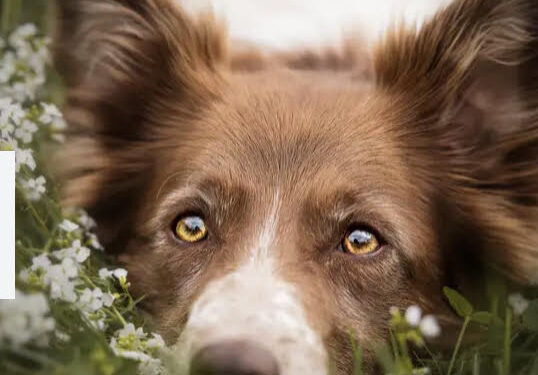 Parasite du chien : Un nouvel espoir pour traiter les cancers incurables 2 - Le Progrès Egyptien Parasite du chien : Un nouvel espoir pour traiter les cancers incurables 1 - Le Progrès Egyptien