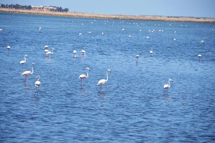 Sans-titre 9 - Le Progrès Egyptien