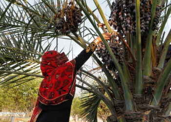 2e Festival des dattes à la Nouvelle Vallée