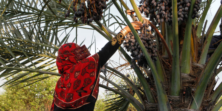 2e Festival des dattes à la Nouvelle Vallée 2 - Le Progrès Egyptien 2e Festival des dattes à la Nouvelle Vallée 1 - Le Progrès Egyptien