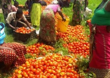 L’investissement agricole égyptien en Afrique, une nécessité