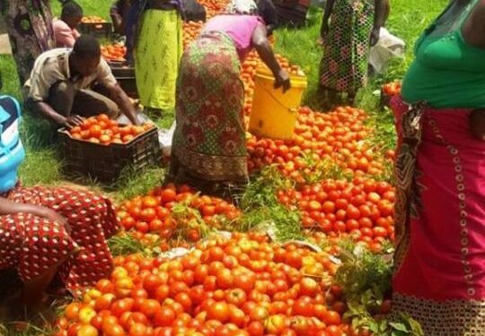 L’investissement agricole égyptien en Afrique, une nécessité 1 - Le Progrès Egyptien