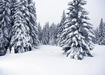 Un réchauffement hivernal des forêts nordiques