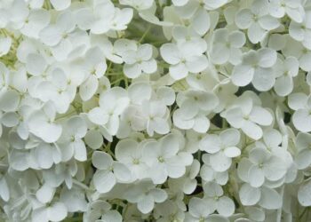 Par-ci et par-là, c’est notre dialecte !