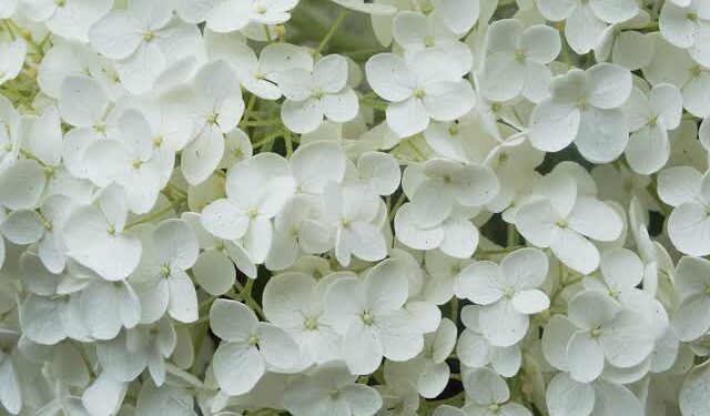 Par-ci et par-là, c’est notre dialecte ! 1 - Le Progrès Egyptien