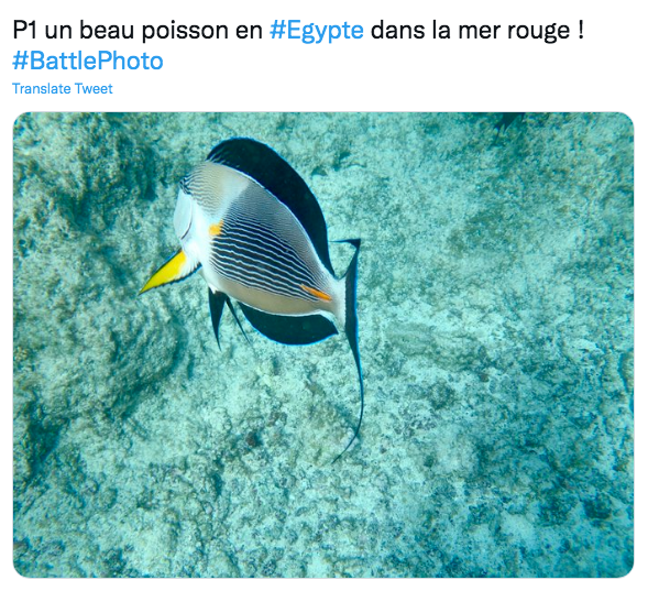 L’Egypte, Charles III et Elon Musk, tendances en vedette 5 - Le Progrès Egyptien