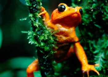 Le crapaud doré, première espèce éteinte à cause du changement climatique