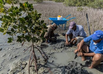 En Égypte, les mangroves renaissent