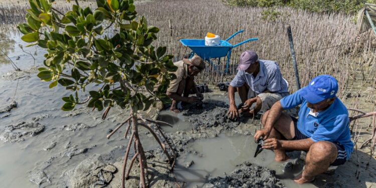 En Égypte, les mangroves renaissent 2 - Le Progrès Egyptien En Égypte, les mangroves renaissent 1 - Le Progrès Egyptien