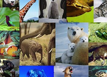 Biodiversité : Déclin de 69% des vertébrés