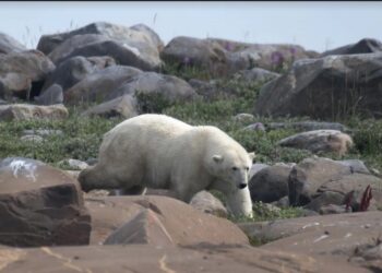 Canada : Tout a changé pour l’ours polaire