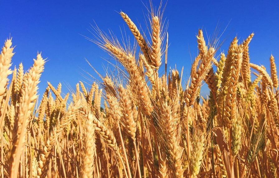 Blé : Les réserves suffisantes jusqu’en Avril 1 - Le Progrès Egyptien