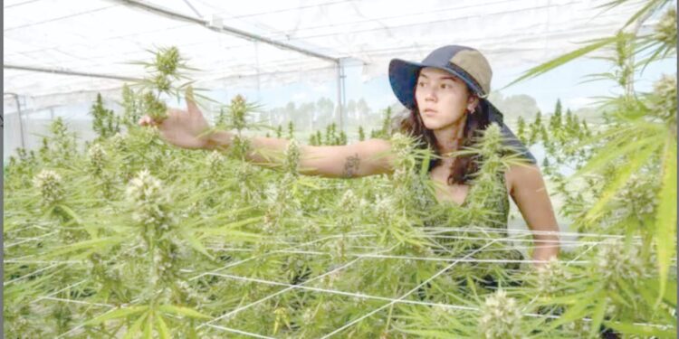 Le pays qui ne lutte plus contre la drogue et qui fabrique des épices à base de marijuana 1 - Le Progrès Egyptien