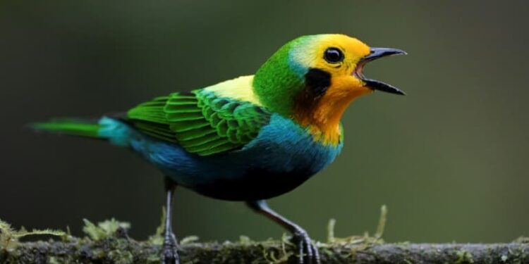 Inspirons-nous du Sud (2) 2 - Le Progrès Egyptien Inspirons-nous du Sud (2) 1 - Le Progrès Egyptien