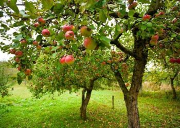 SIG: 3 mds LE pour “100 millions d’arbres”  