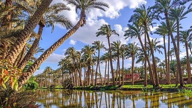 Sans-titre 2 - Le Progrès Egyptien Sans-titre 1 - Le Progrès Egyptien