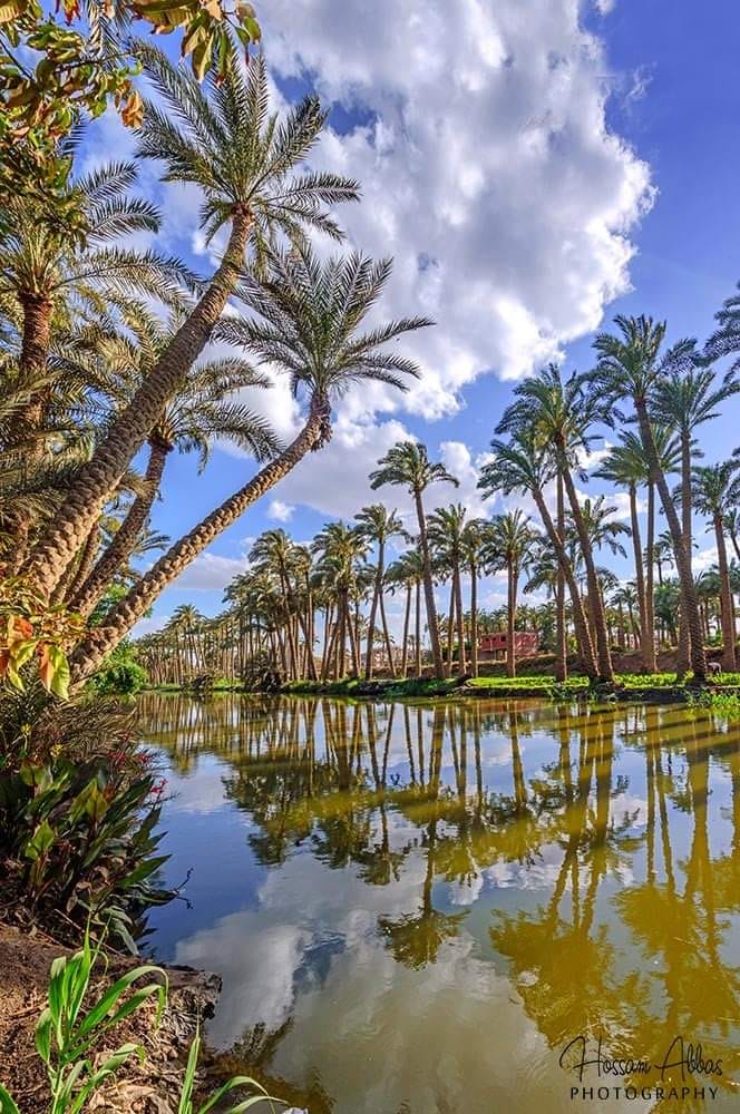 Sans-titre 10 - Le Progrès Egyptien Sans-titre 9 - Le Progrès Egyptien