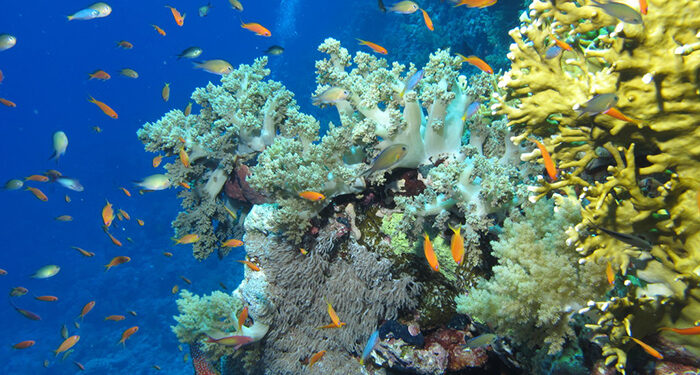 Mer Rouge : Les coraux résistent au réchauffement climatique 1 - Le Progrès Egyptien Delight