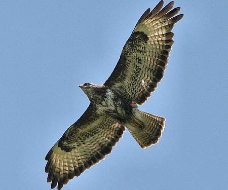 Egypte : Prix pour la protection des oiseaux planeurs migrateurs 1 - Le Progrès Egyptien