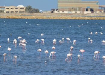 Port-Saïd : Festival pour photographier les oiseaux migrateurs