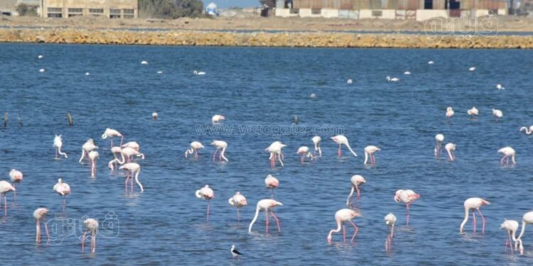 Port-Saïd : Festival pour photographier les oiseaux migrateurs 2 - Le Progrès Egyptien Port-Saïd : Festival pour photographier les oiseaux migrateurs 1 - Le Progrès Egyptien