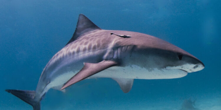 Requins : Davantage de protection 2 - Le Progrès Egyptien Requins : Davantage de protection 1 - Le Progrès Egyptien