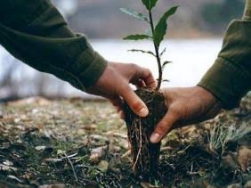 100 millions d’arbres : Plus de trois millions d’arbres plantés