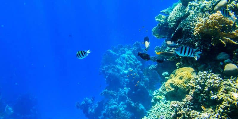 La réserve de Ras Mohammed rejoint la Liste verte de l’UICN 6 - Le Progrès Egyptien La réserve de Ras Mohammed rejoint la Liste verte de l’UICN 5 - Le Progrès Egyptien