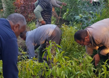 Alexandrie : Culture de 40 000 arbres fruitiers