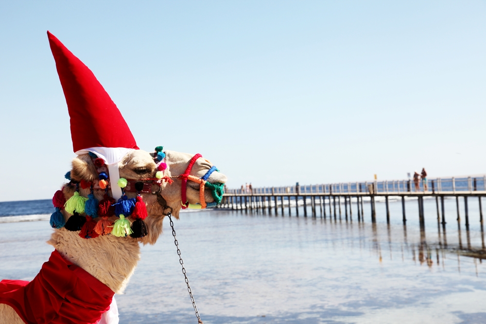 « Petit papa Noël » dans les maisons égyptiennes ! 4 - Le Progrès Egyptien « Petit papa Noël » dans les maisons égyptiennes ! 3 - Le Progrès Egyptien