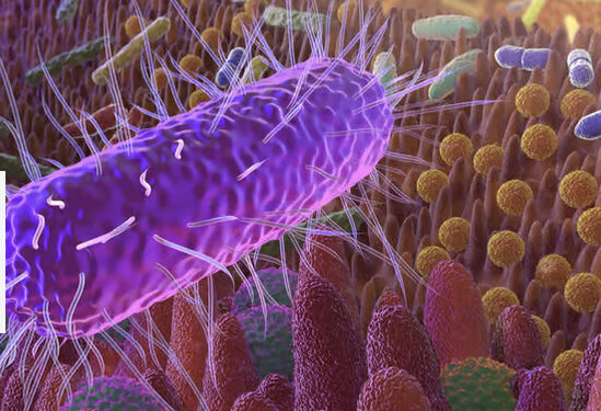 Un colorant suspecté dans l’apparition de maladies intestinales 2 - Le Progrès Egyptien Un colorant suspecté dans l’apparition de maladies intestinales 1 - Le Progrès Egyptien