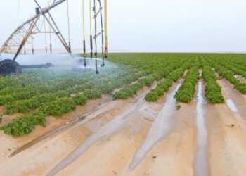 La recherche scientifique au service de l’Irrigation
