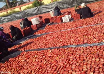 L’hibiscus ou “l’or rouge”&nbsp;qui orne Louxor et Assouan