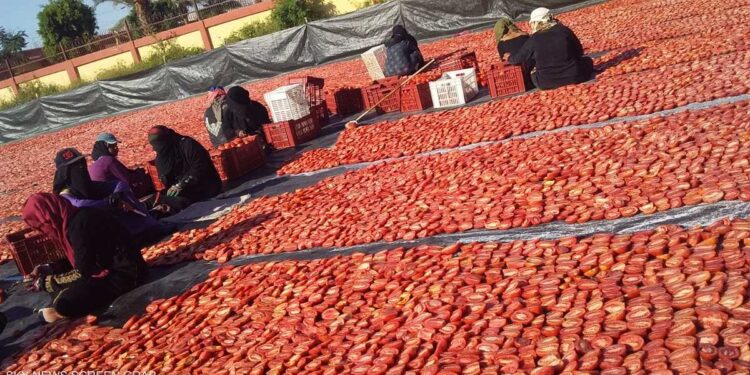 L’hibiscus ou “l’or rouge” qui orne Louxor et Assouan 2 - Le Progrès Egyptien L’hibiscus ou “l’or rouge” qui orne Louxor et Assouan 1 - Le Progrès Egyptien