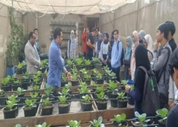 L’Agriculture hors-sol, une recherche égyptienne prometteuse 