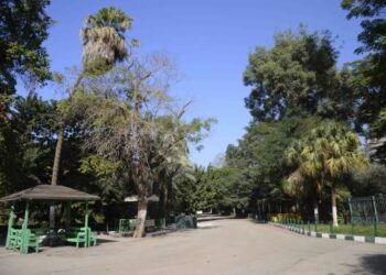 Les arbres du zoo de Guizeh n’ont pas été abattus