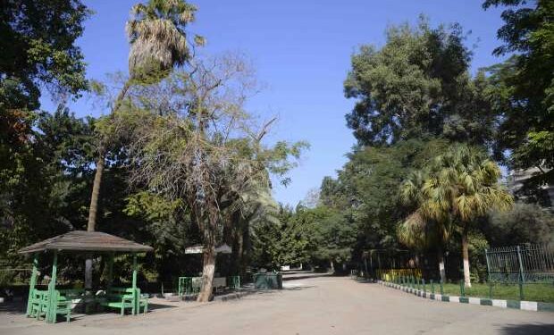 Les arbres du zoo de Guizeh n'ont pas été abattus 2 - Le Progrès Egyptien Les arbres du zoo de Guizeh n'ont pas été abattus 1 - Le Progrès Egyptien