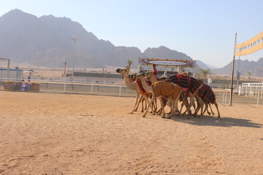 Le sud du Sinaï se prépare pour le deuxième festival égypto-émirati du chameau 11 - Le Progrès Egyptien