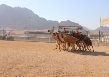 Le sud du Sinaï se prépare pour le deuxième festival égypto-émirati du chameau