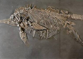 Des chercheurs pensent avoir découvert le plus gros animal de l’Histoire