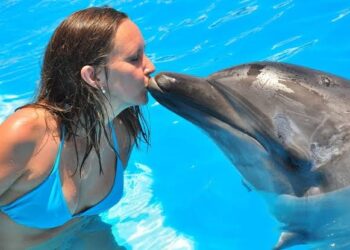 Dauphins, le grand bleu