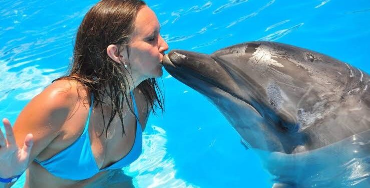 Dauphins, le grand bleu 1 - Le Progrès Egyptien