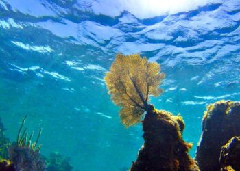 La température des océans a atteint des niveaux records