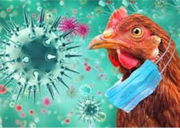 Aucun cas de grippe aviaire         détecté en Egypte