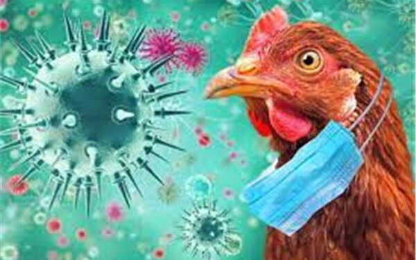 Aucun cas de grippe aviaire détecté en Egypte 2 - Le Progrès Egyptien Aucun cas de grippe aviaire détecté en Egypte 1 - Le Progrès Egyptien