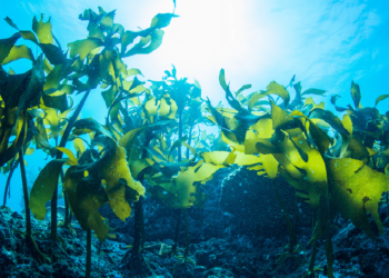 Les plantes sous-marines pourraient lutter contre le changement climatique